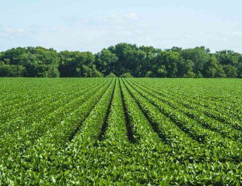 China Buys Nearly One Million Tons Of U.S. Soybeans