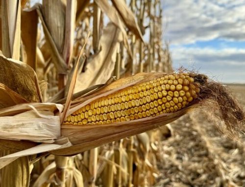 Government  Shutdown Ends, Farm Bill Programs Extended