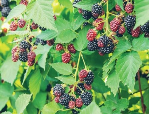 Walmart And Agritask To Pilot Crop Monitoring Tools To Check Cherries And Blackberries In U.S. And Mexico