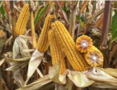 AgriGold To Release 21 New Corn Hybrids For 2025 Planting