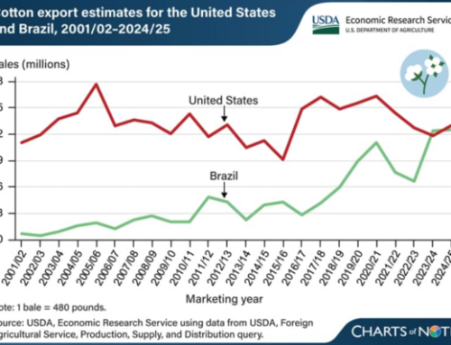 United States And Brazil Compete As Top Global Cotton Exporter