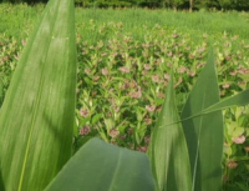 Nat’l Corn Growers Assn Respond To Monarch Butterfly Listing