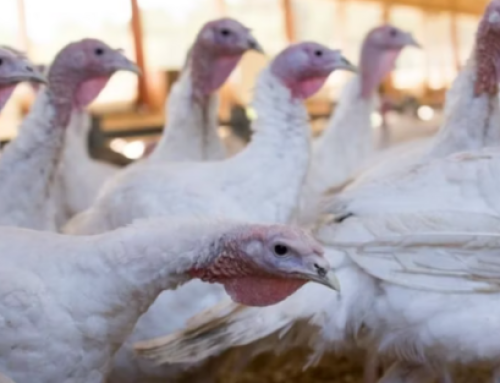 Challenging Turkey Sector May Still Have Bright Spots