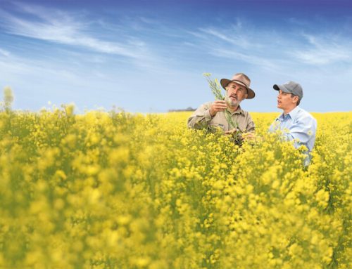 Bayer And Sustainable Aviation Fuel Developer Neste To Partner On Winter Canola Production