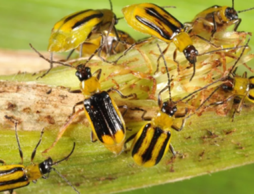 Purdue Study: GE Corn Becoming Less Effective In Combating Rootworms