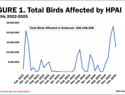 Why Egg Prices Are At Record Prices