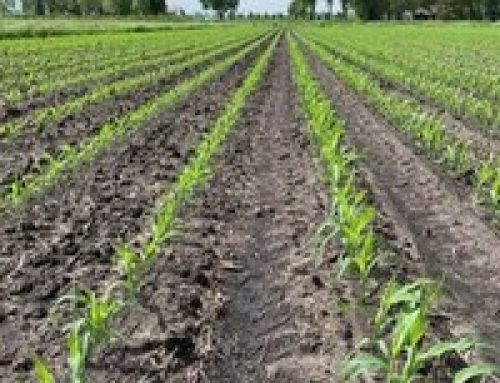LG Seeds Agronomist “V6: An Engine For Kernel Row Production”