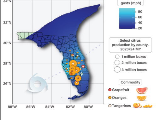 Hurricane’s Path Through Florida’s Citrus Belt Dealt Further Blow To Struggling Citrus Sector