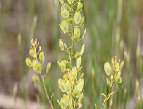 Plant Breeder Reports Progress Is Being Made On Pennycress Being Raised Commercially