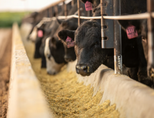 Certified Angus Beef Sets Sales Records, Sees Historically High Brand Acceptance Rates