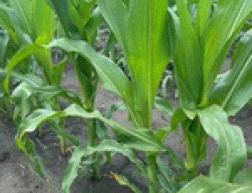LG Seeds Agronomist: Evaluate Your Nitrogen Needs To Maximize Yield