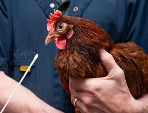 Purdue Researchers Develop New Test For Avian Flu Detection