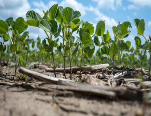 Soybean Farmers Tackle Spring Planting With Soy Checkoff Support, Navigating Market Shifts