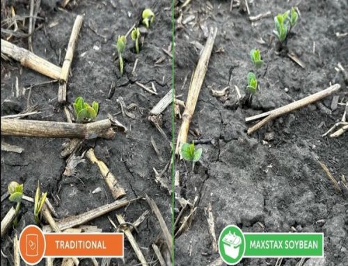 Naked Soybeans Win At Emergence With Meristem’s MaxStax