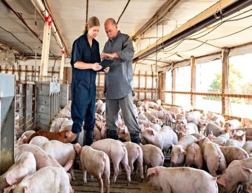 Nat’l Pork Board, Nat’l Pork Producers Council To Build A Swine Health Strategy For Producers
