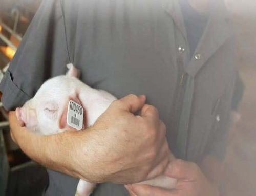 Merck Animal Health Receives $20 Million From USDA To Provide Swine ID Ear Tags