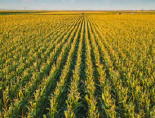 As USDA Reports Record Corn Crop, Growers Call For Immediate Action To Increase Markets