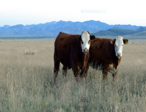 McDonald’s To Invest $200 Million In Regenerative Agriculture Practices