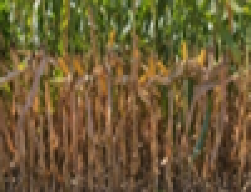 LG Seeds Agronomist Reports On Late-Season Fertility Strategies For High-Yield Corn