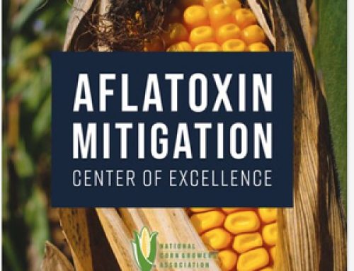 Nat’l Corn Growers Assn Now Accepting Grants For Aflatoxin Research