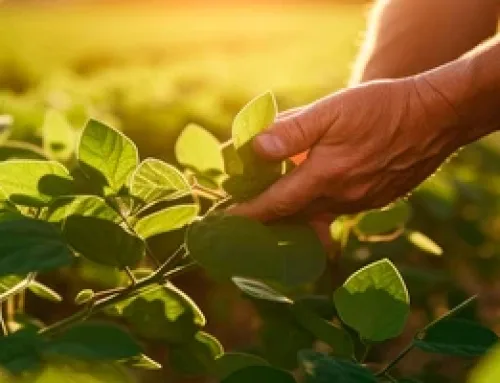 BASF Announces EPA ‘s Approval Of Zorina Fungicide