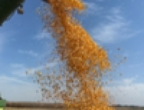 LF Seeds Agronomist: Think Big Picture When Analyzing Corn Yield Results