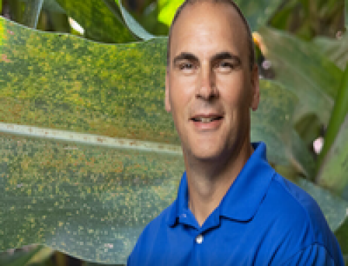 Stine Seed: What To Know About Southern Rust In Corn