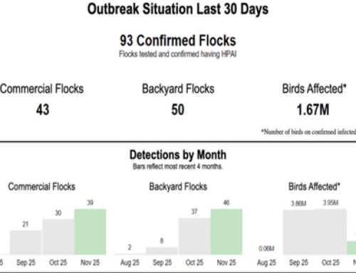 Bird Flu Surges As Holiday Season Begins