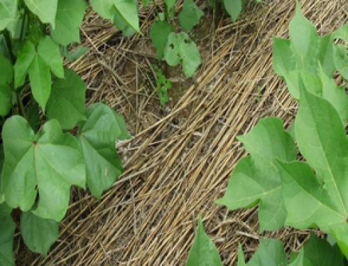 USDA Launches New Regenerative Pilot Program To Lower Farmer Production Costs