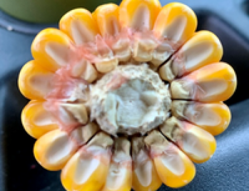 LG Seeds: Key Corn Farming Takeaways From 2025