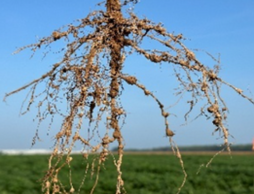 New Management Guides Help Soybean Farmers Combat Rising Nematode Threats
