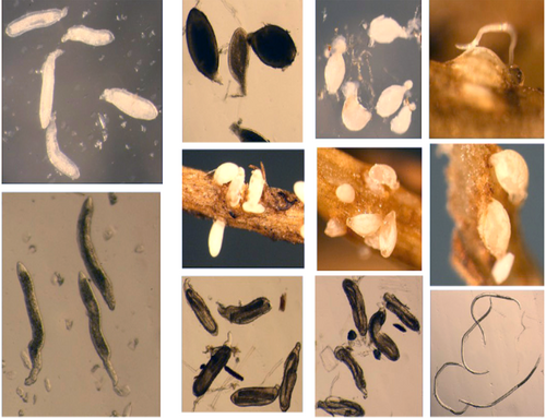 U Of Illinois’ Genetic Library For Soybean Cyst Nematode Could Renew Resistance, Profitability For Soybean Growers