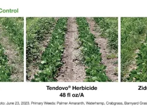 BASF To Launch Zidua Brand Herbicides